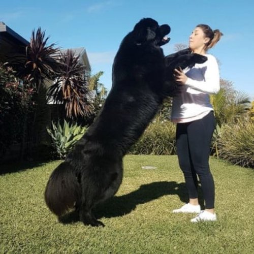 Прелестные большие собаки (22 фото)