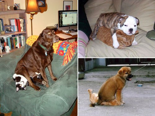 Собаки, которые отлично освоили фразу "Доминируй, властвуй, унижай!" (12 фото)