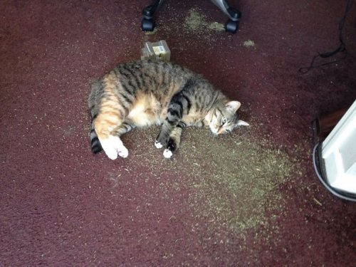 Смешные кошки, ловящие кайф от кошачьей мяты (28 фото)