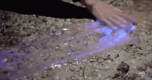 Биолюминесцентные водоросли, которые светятся при прикосновении (2 фото + видео)