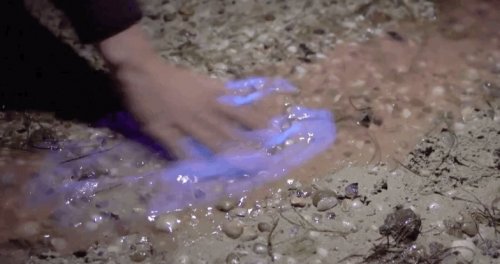 Биолюминесцентные водоросли, которые светятся при прикосновении (2 фото + видео)