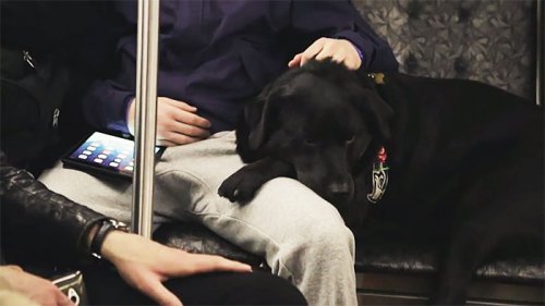 Собака, которая каждый день самостоятельно ездит на автобусе в свой любимый парк (10 фото + видео)