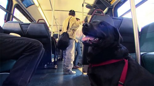 Собака, которая каждый день самостоятельно ездит на автобусе в свой любимый парк (10 фото + видео)