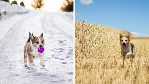 Очаровательные собаки в детстве и сейчас (25 фото)