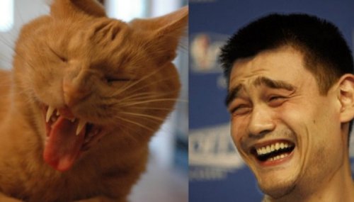 Кошки, похожие на популярные мемы (10 фото)
