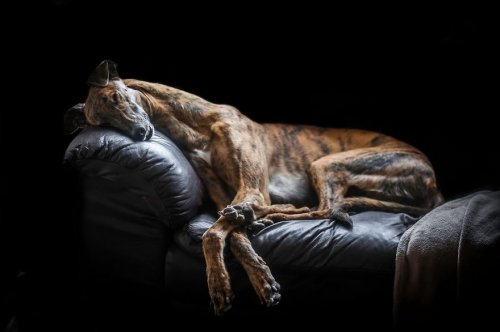 Фотографии-победители конкурса Kennel Club Dog Photographer Of The Year (30 фото)