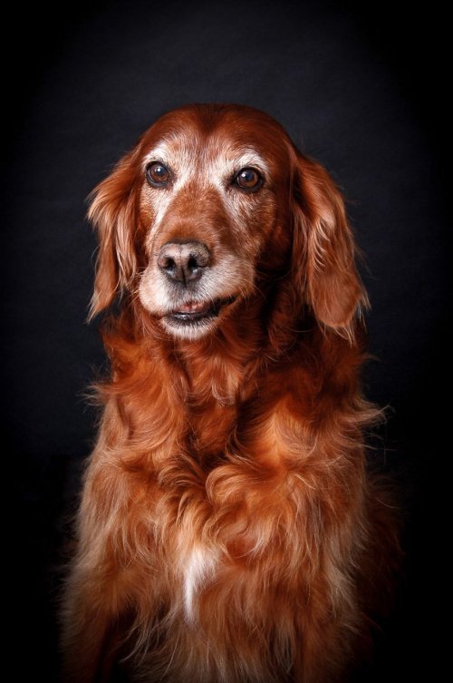 Фотографии-победители конкурса Kennel Club Dog Photographer Of The Year (30 фото)