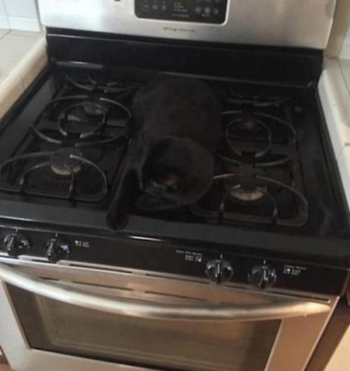 Чёрные кошки — настоящие мастера маскировки (10 фото)