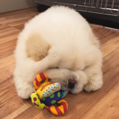 Пуффи — пушистый щенок чау-чау, взявший штурмом Instagram (10 фото)