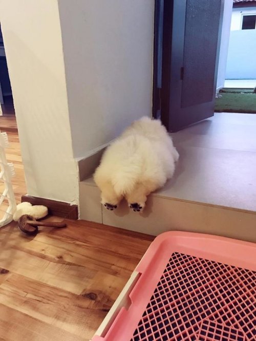 Пуффи — пушистый щенок чау-чау, взявший штурмом Instagram (10 фото)