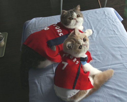 Кот-косплейщик Снупи и его друг Доби (26 фото)