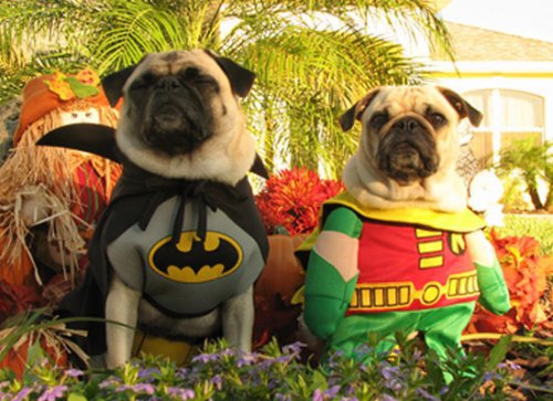 Очаровательные собаки, мечтающие стать супергероями (13 фото)
