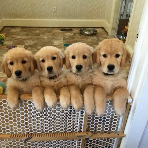Очаровательные щенки золотистых ретриверов, которые подарят вам улыбку (30 фото)