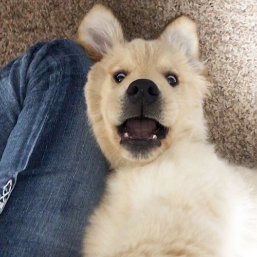 Очаровательные щенки золотистых ретриверов, которые подарят вам улыбку (30 фото)