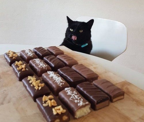Смешные кошки, облизывающиеся в предвкушении вкусненького (10 фото)