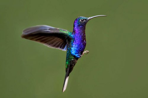 Красочные колибри, запечатлённые на фотокамеру (16 фото)