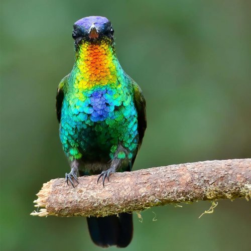 Красочные колибри, запечатлённые на фотокамеру (16 фото)