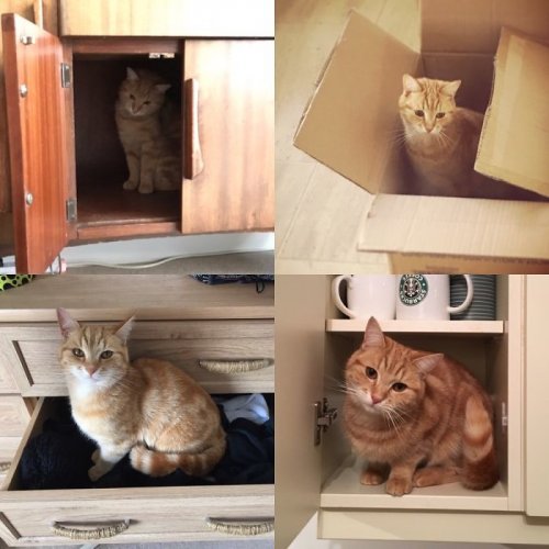 Кошки, которым удобно везде (37 фото)