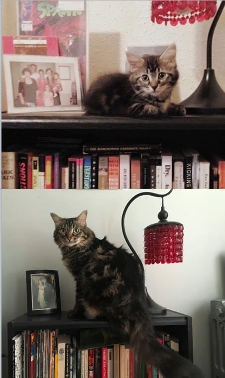 Прелестные фотографии кошек "тогда и сейчас", которые растопят ваше сердце (31 фото)
