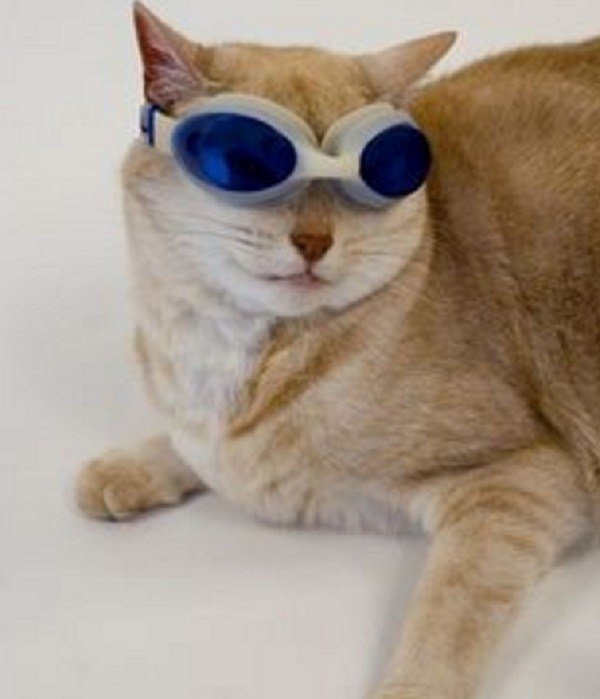 Кошка В Очках Фото