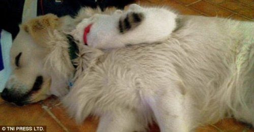 Кошки, заснувшие на собаках (28 фото)