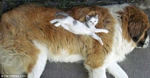 Кошки, заснувшие на собаках (28 фото)
