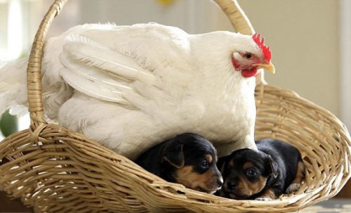 Курицы — лучшие мамы в животном мире! (21 фото)