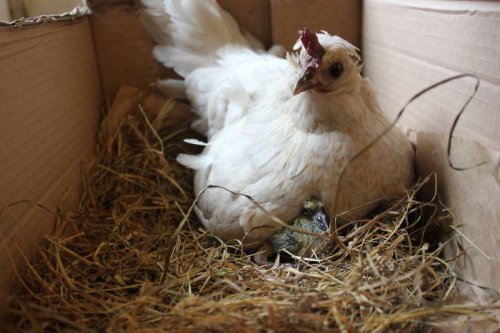 Курицы — лучшие мамы в животном мире! (21 фото)
