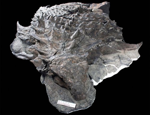 В Канаде обнаружили хорошо сохранившиеся останки динозавра, которые можно принять за скульптуру (3 фото)