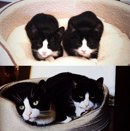 Прелестные фотографии кошек "тогда и сейчас", которые растопят ваше сердце (31 фото)