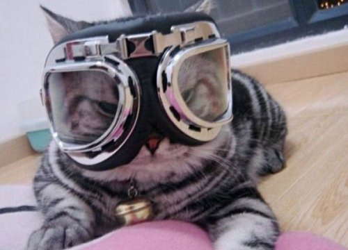 Кошки в очках, которые вызовут вашу улыбку (10 фото)