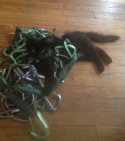Кошка Амелия, пушистая компаньонка альпиниста Крейга Армстронга (21 фото)