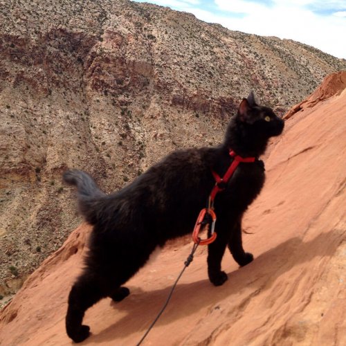 Кошка Амелия, пушистая компаньонка альпиниста Крейга Армстронга (21 фото)