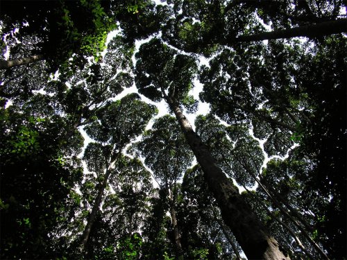 Застенчивость кроны: когда кроны деревьев не соприкасаются друг с другом (7 фото)
