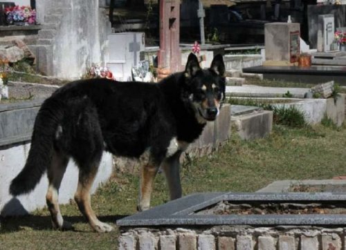 Верный пес из Аргентины 10 лет ждет своего хозяина на его могиле (3 фото + видео)