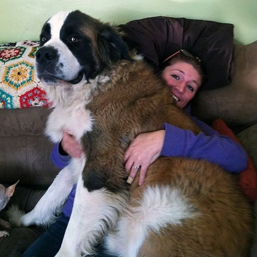 Огромные собаки, которые не прочь впасть в детство (18 фото)
