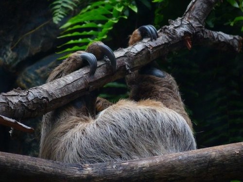 Топ-10: Факты про ленивцев, которые вы, вероятно, не знали