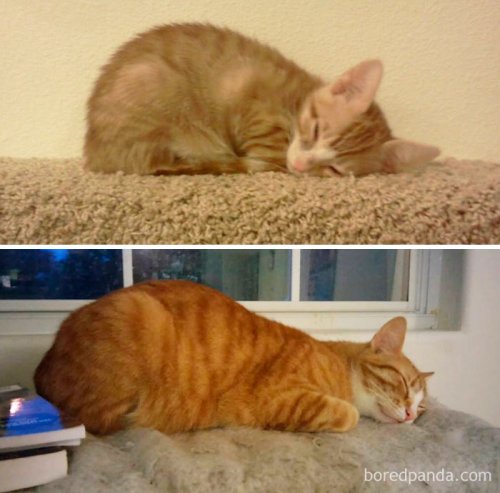 Прелестные фотографии кошек "тогда и сейчас", которые растопят ваше сердце (27 фото)
