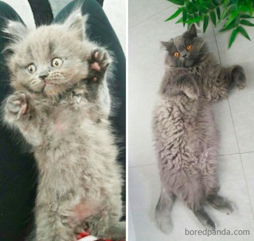 Прелестные фотографии кошек "тогда и сейчас", которые растопят ваше сердце (27 фото)