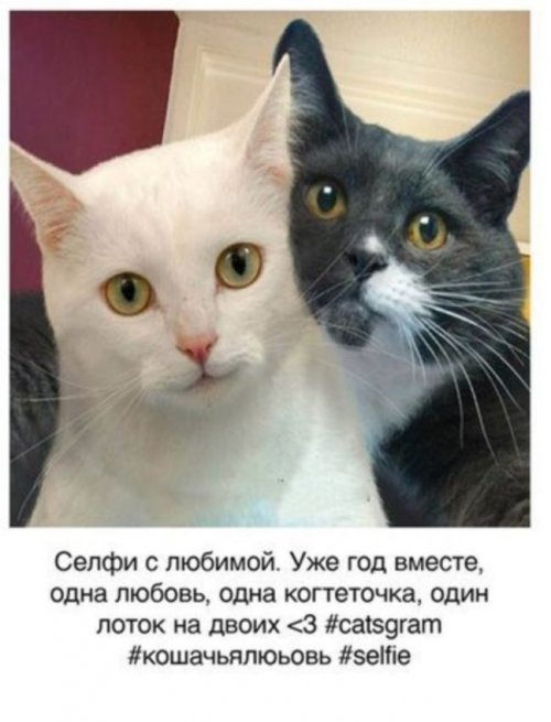 Если бы у кошек был аккаунт в Instagram (7 фото)