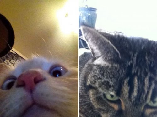 Кошки-хакерши, которые ввели неправильный пароль и спалились (14 фото)