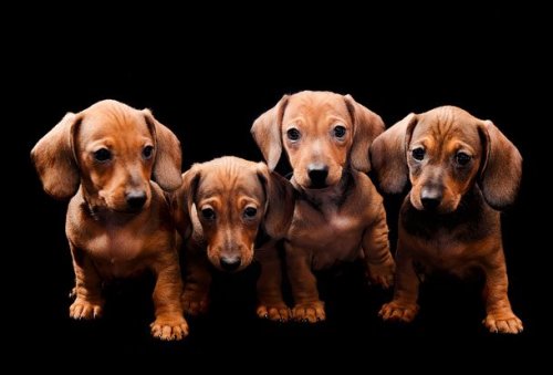Топ-25: Самые маленькие собаки в мире