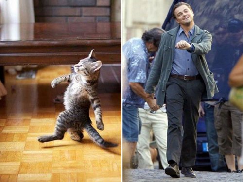 Кошки, похожие на известных персонажей и знаменитостей (17 фото)
