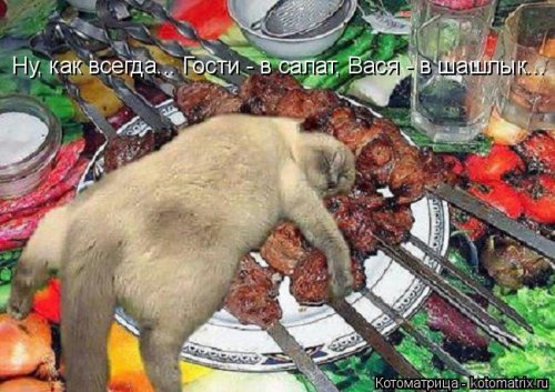 Свежая котоматрица на Бугаге (33 фото)