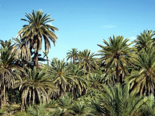 Эльче – город пальм (6 фото)