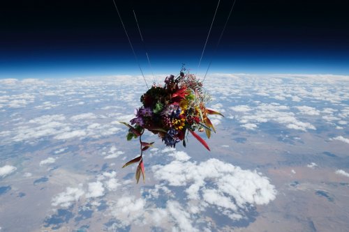 Японский художник запустил цветы в космос (14 фото)