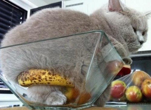 Кошки, которым приглянулись вазы для фруктов (10 фото)
