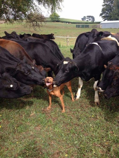 Фотографии с очаровательными коровами, доказывающие, что они — это просто большие собаки (18 фото)