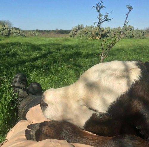 Фотографии с очаровательными коровами, доказывающие, что они — это просто большие собаки (18 фото)