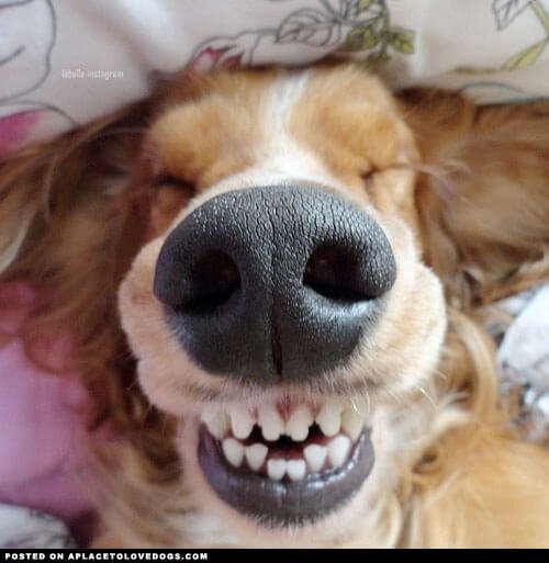 Улыбчивые собаки, которые подарят вам хорошее настроение (22 фото)